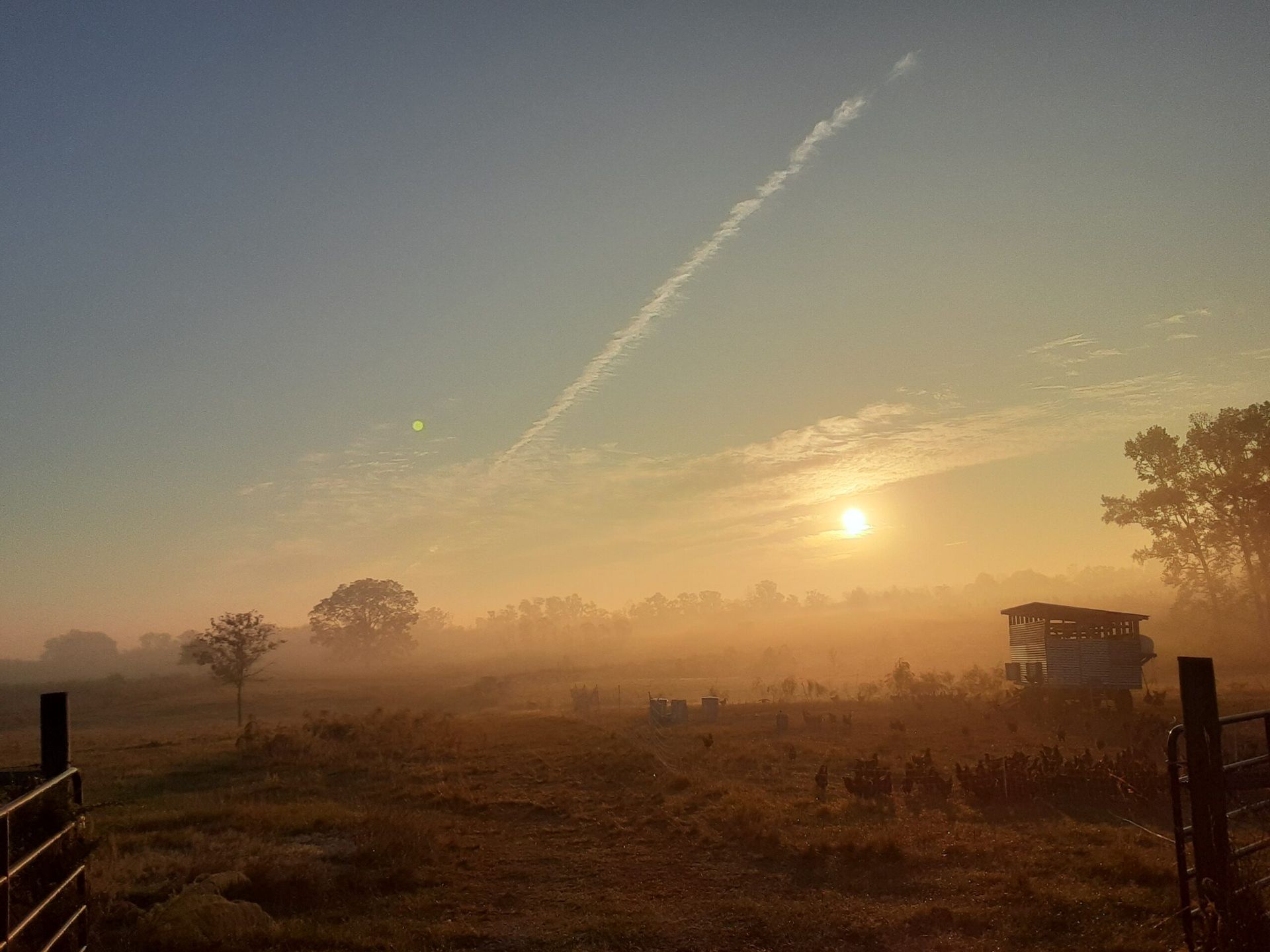 Pasture at Credo Farms with a mobile chicken coop, flock, and grazing cattle