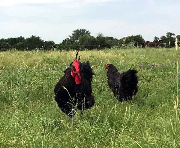 semi retired laying hen