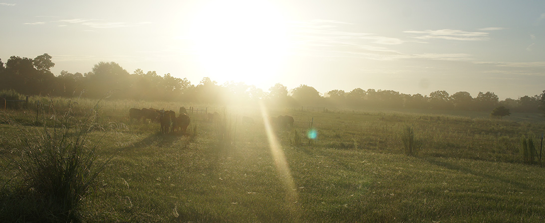 credo farms poultry