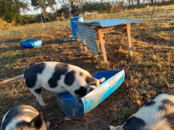 Pasture Raised Pigs