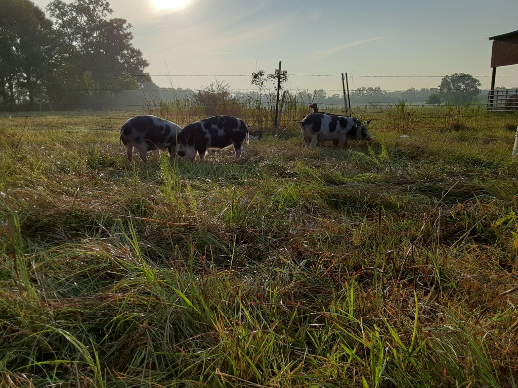 Pasture Raised Pigs at Credo Farms