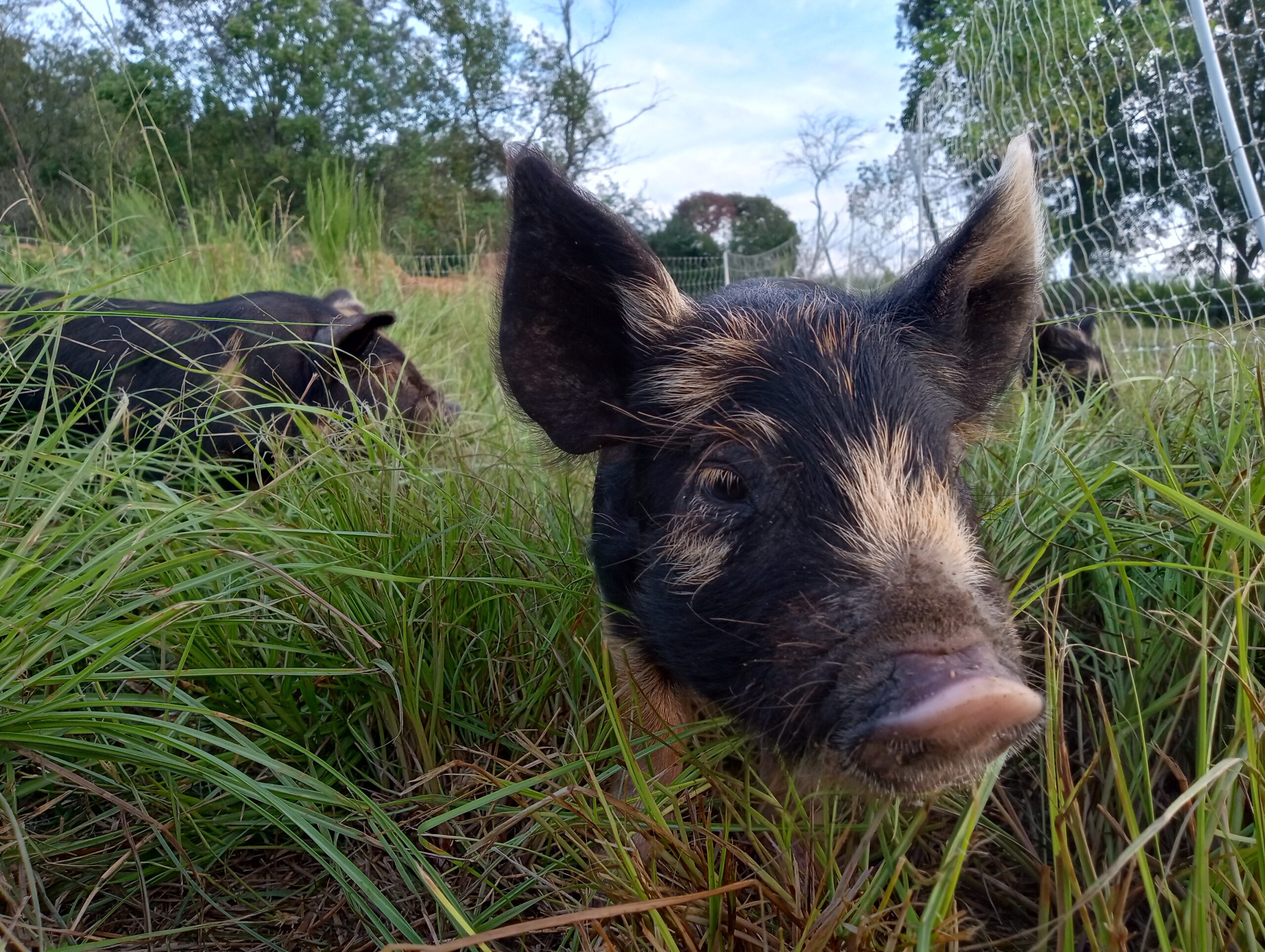 Idaho Pasture Pig Close-Up in Amite, LA