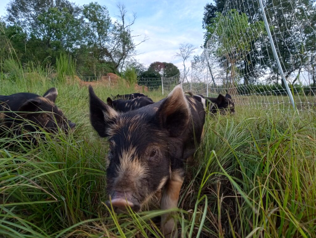 ipp-8-weeks-pig-close-up