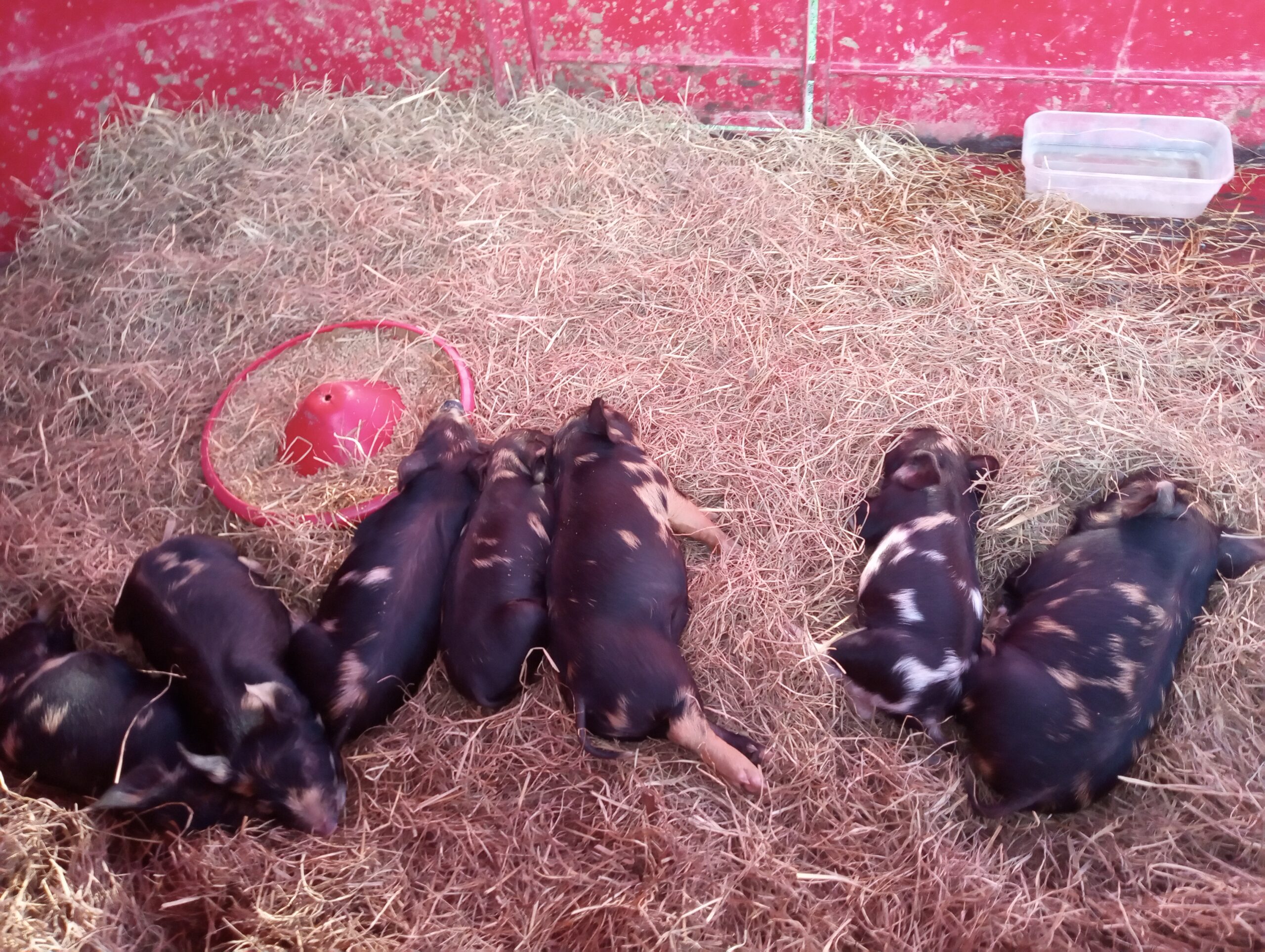 Transporting Idaho Pasture Pigs to Credo Farms in Louisiana