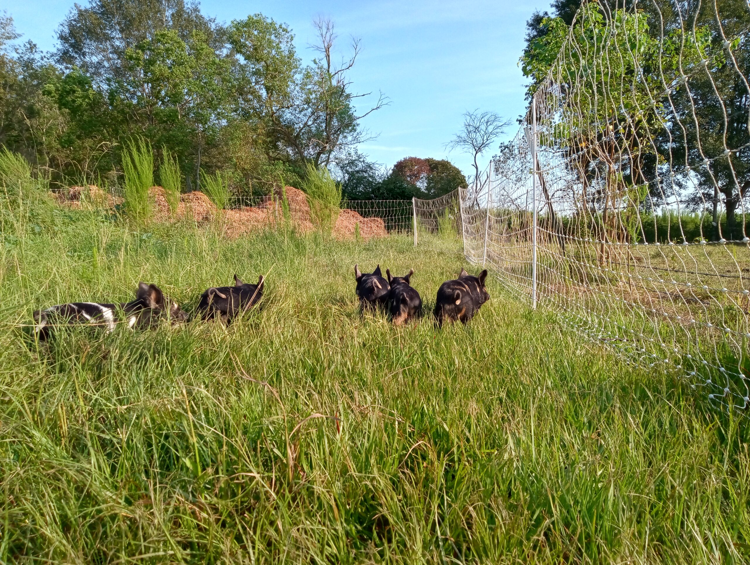 Idaho Pasture Pigs on the pasture at Credo Farms