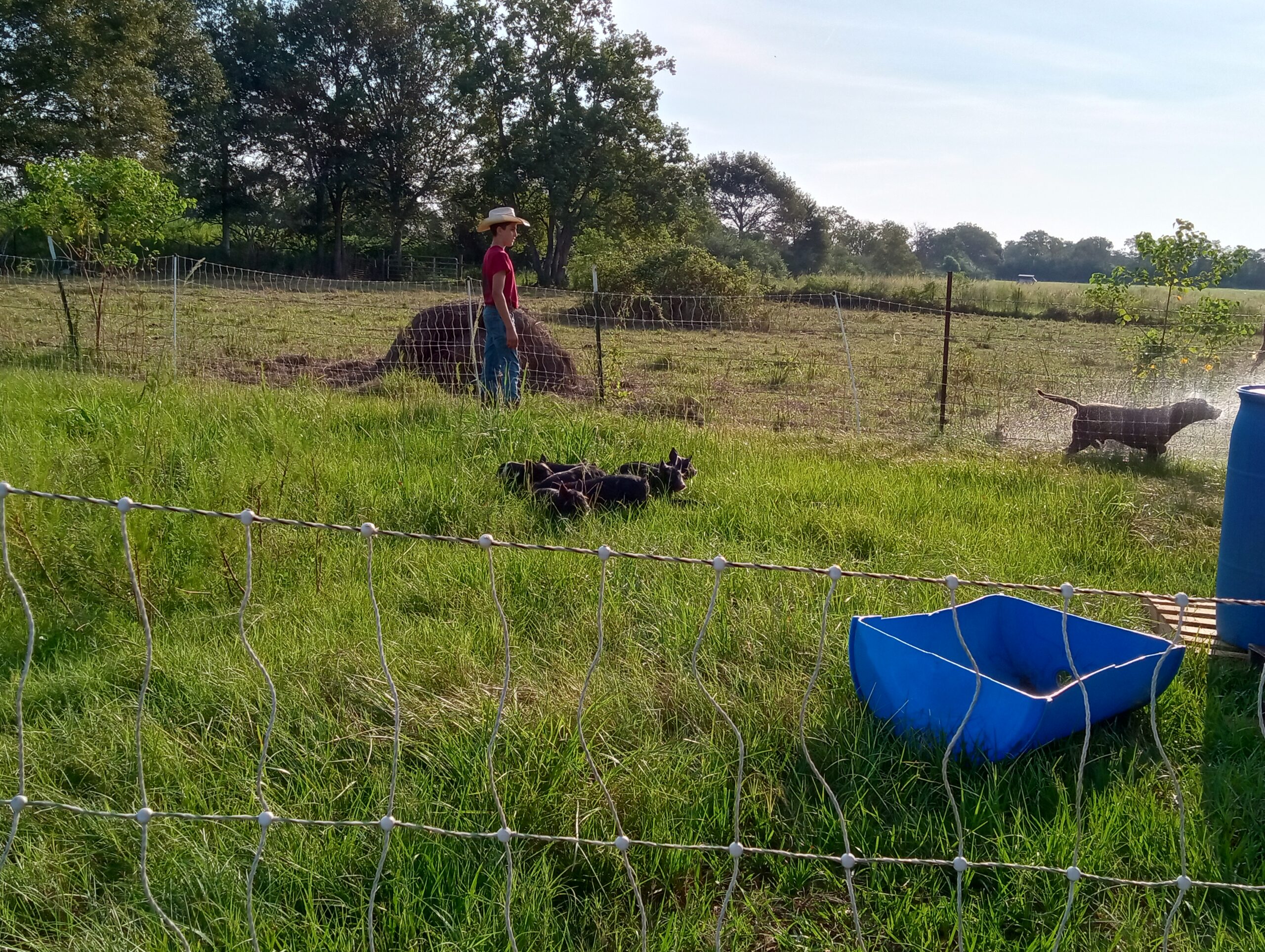 Pastured Pigs Guarded by Dog at Credo Farms