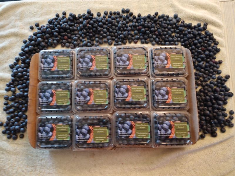 Flat of Blueberries