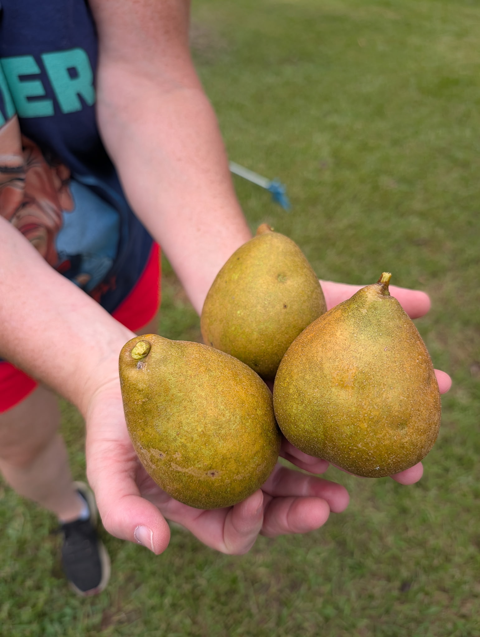 Farm-Grown Pears