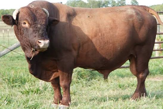 18 mo southpoll bull