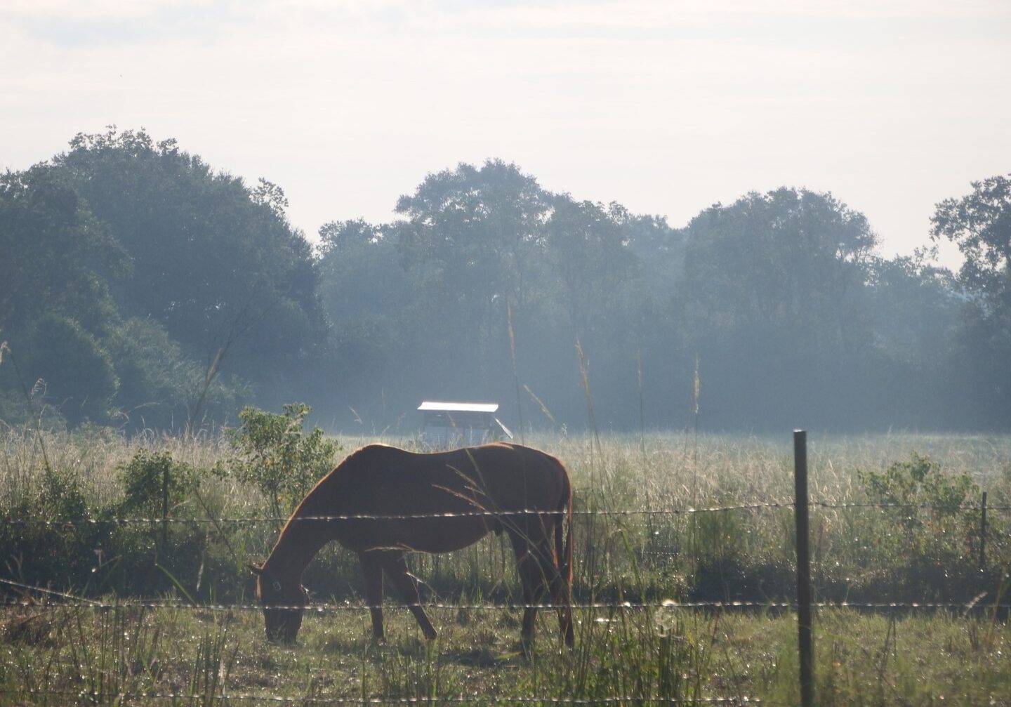 horse-sunrise (Large)